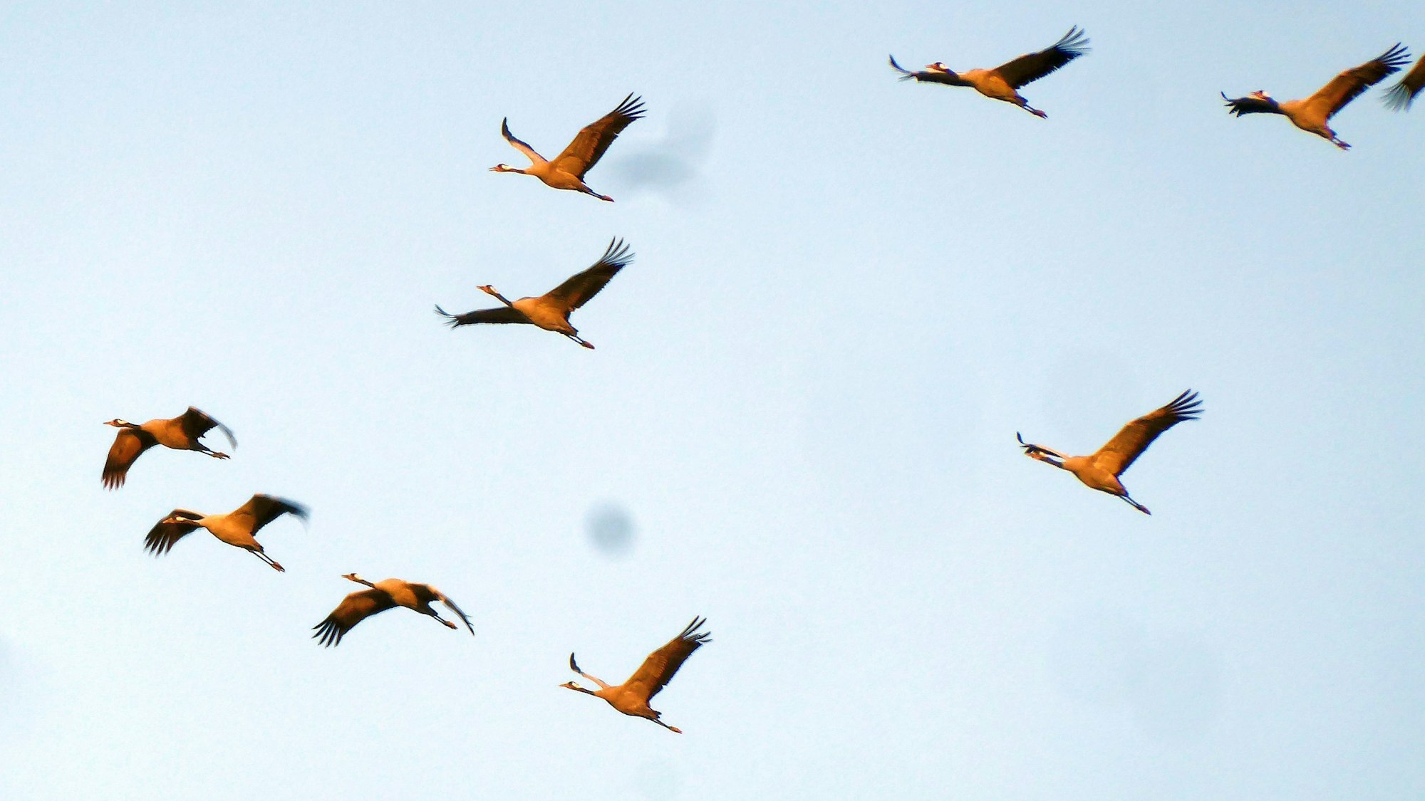 Kraniche am Himmel.