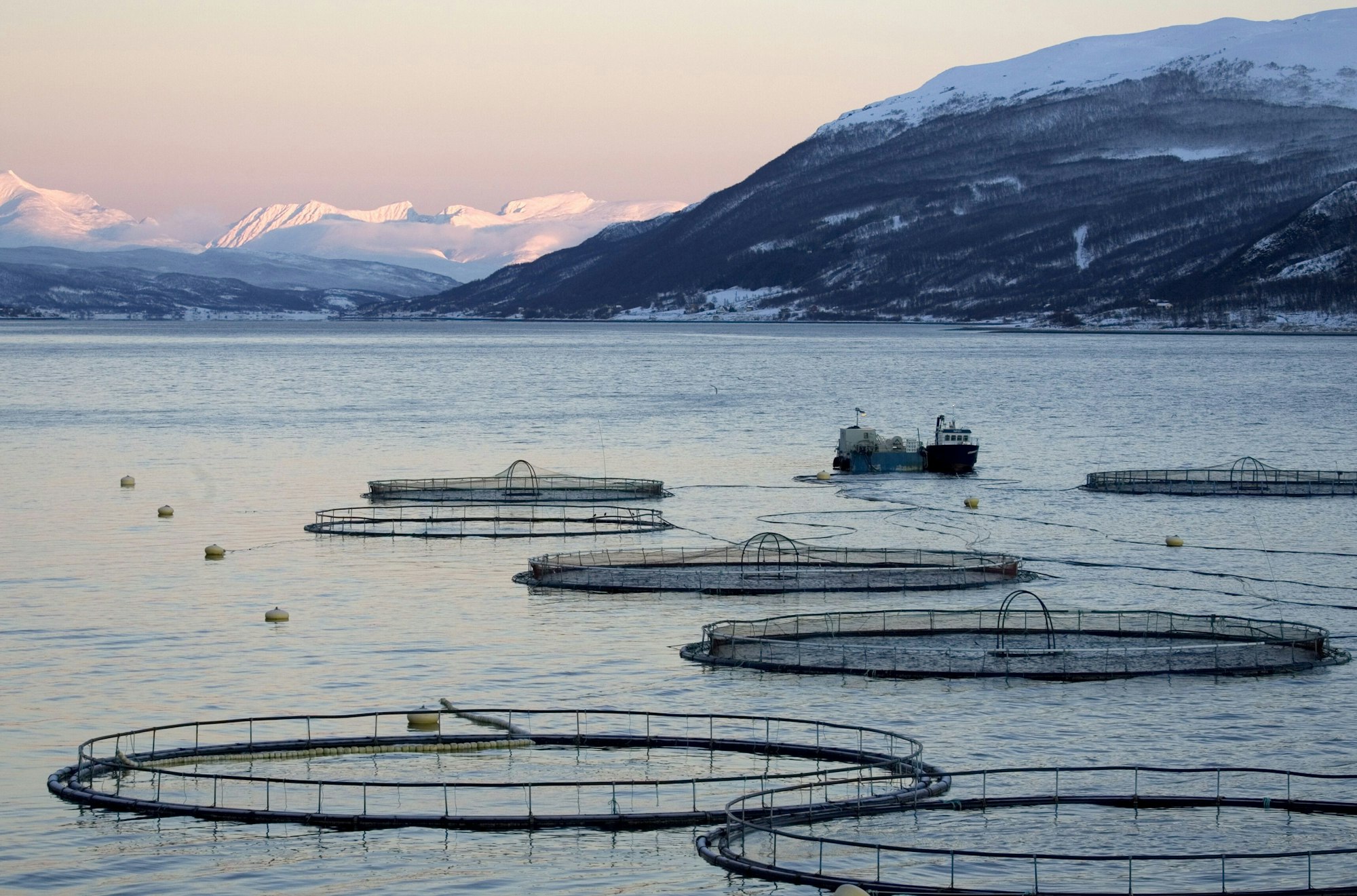 Aquakulturen, wie diese in Norwegen, sind seit Jahren ein wichtiger Wirtschaftsfaktor in der Fischindustrie und entlasten die Wildfisch-Bestände vor einer weiteren Überfischung in den offenen Meeren.