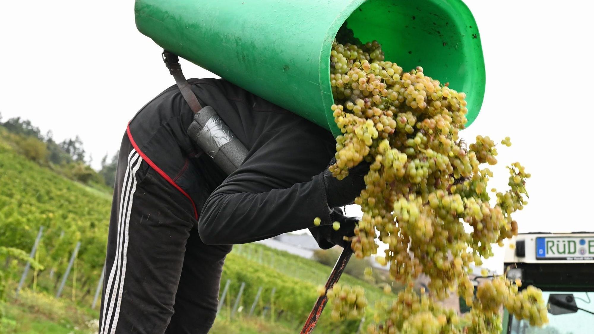 In Rheinhessen sind nach Schätzung des Deutschen Weininstituts 23 Prozent weniger Hektorliter Weinmost als im Durchschnitt geerntet worden. (Archivbild)