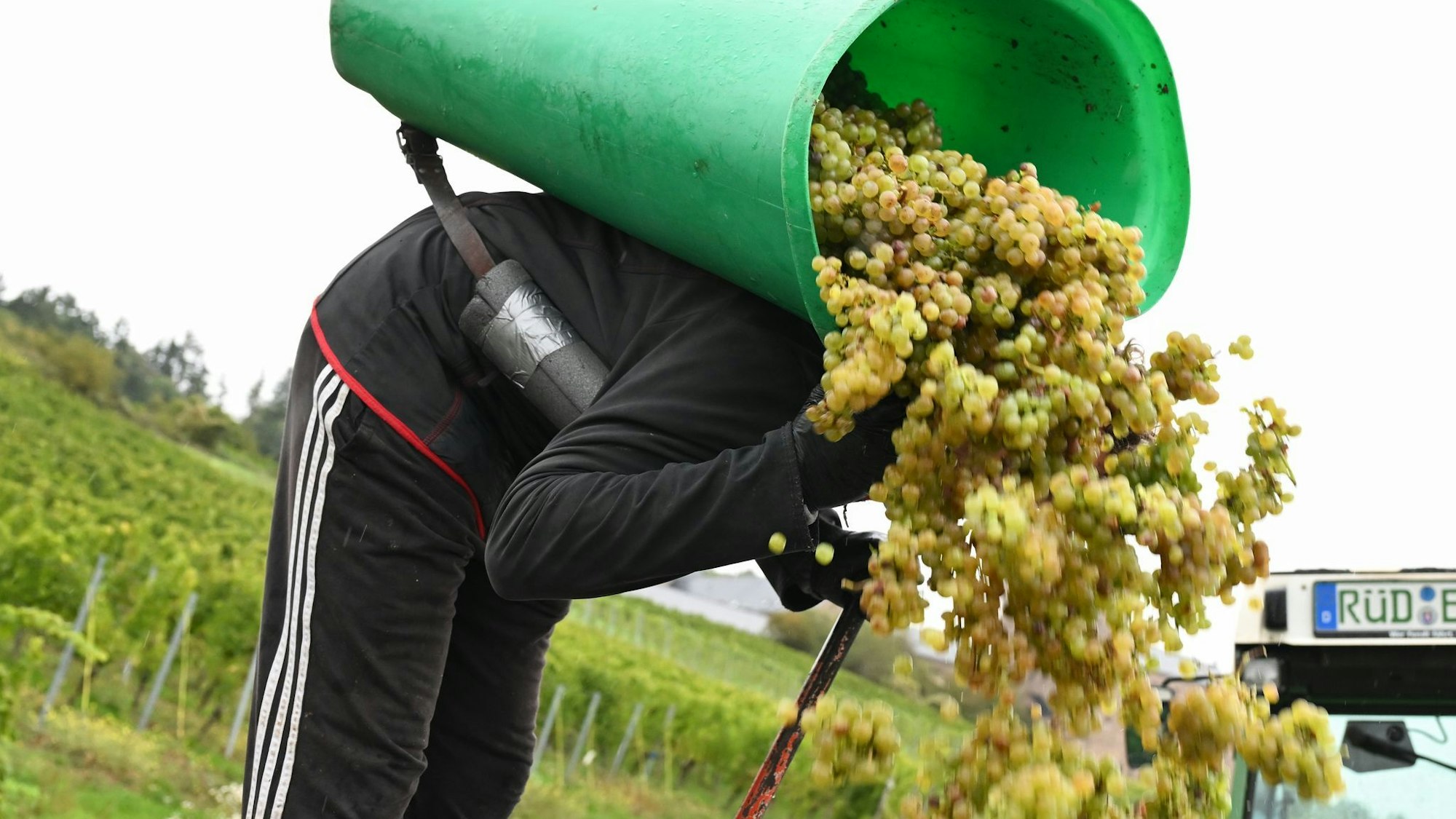 In Rheinhessen sind nach Schätzung des Deutschen Weininstituts 23 Prozent weniger Hektorliter Weinmost als im Durchschnitt geerntet worden. (Archivbild)