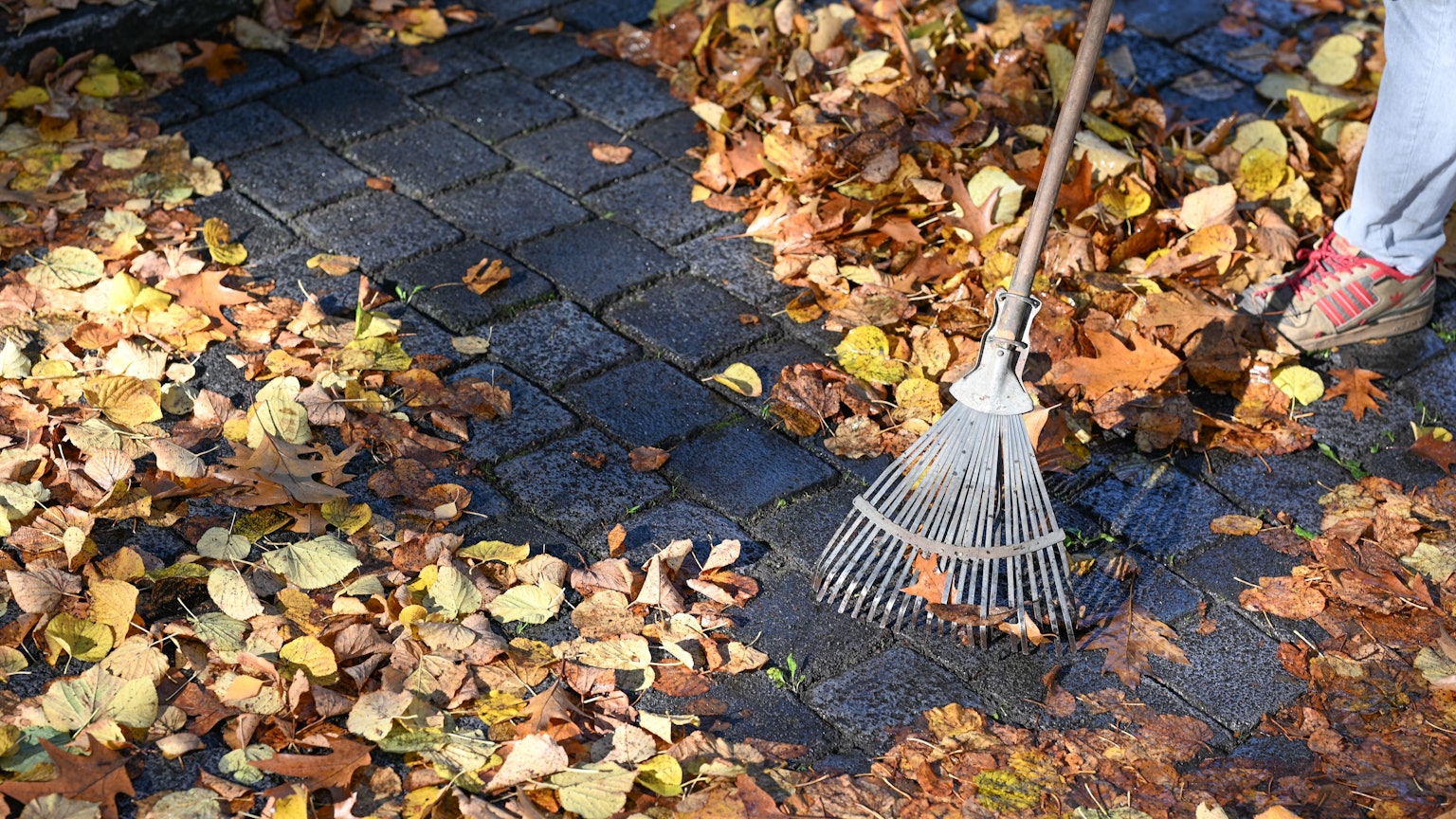 Ein Mann recht das Laub auf der Straße.