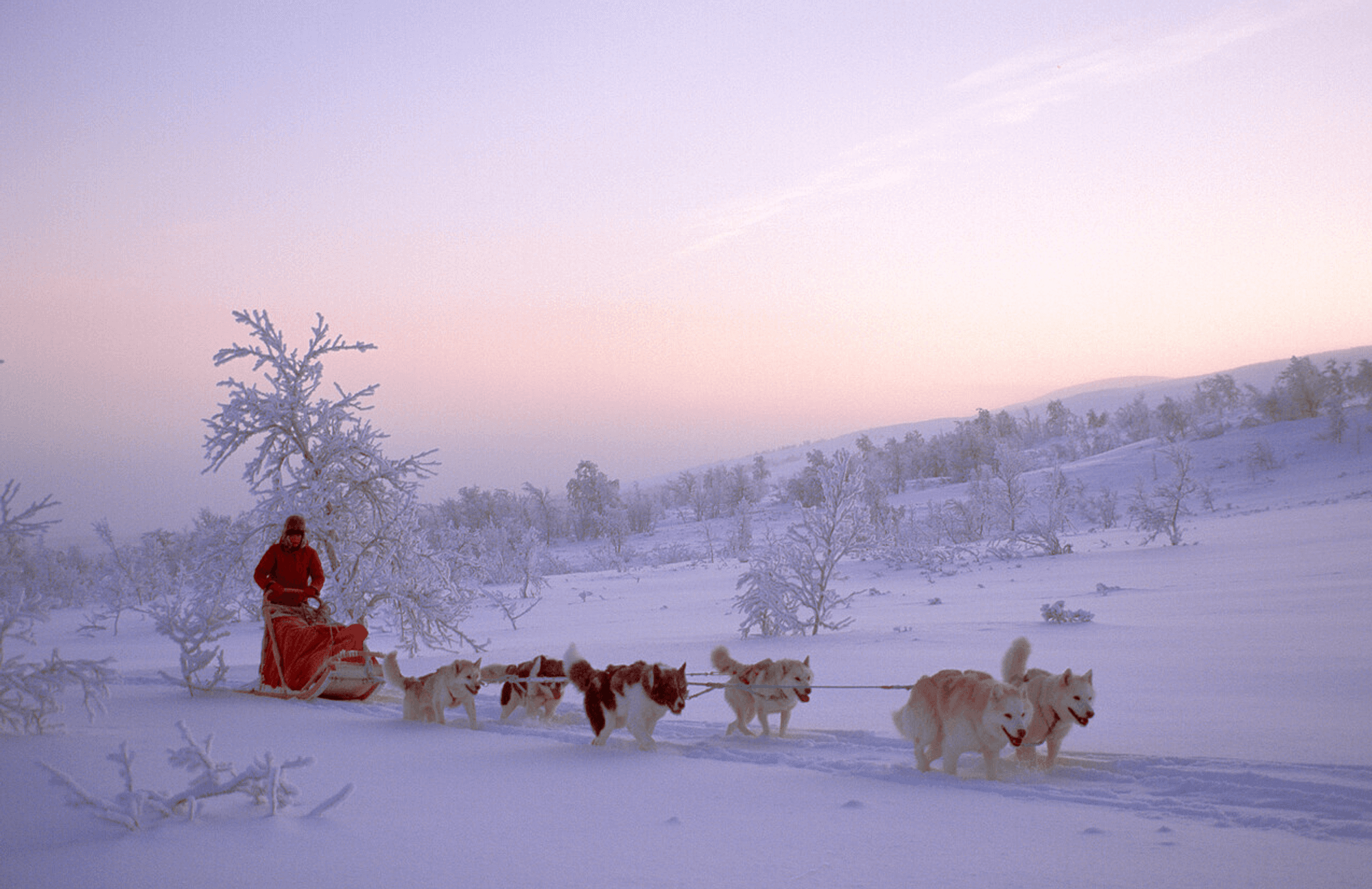 Das Bild zeigt eine Winterlandschaft mit einem Hundeschlitten.