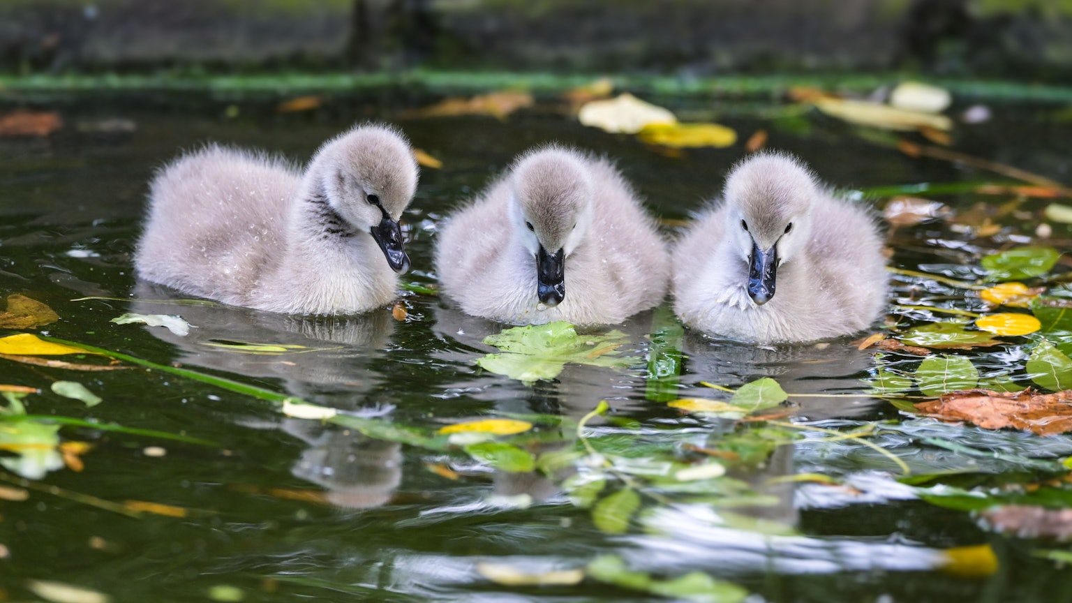 Alles ist spannend für die Schwänchen; der vierte im Bunde erkundet gerade einen anderen Bereich des Weihers.