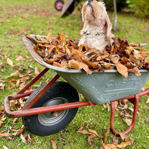 Das Bild zeigt einen Hund, der in einer Schubkarre voller Laubsitzt.