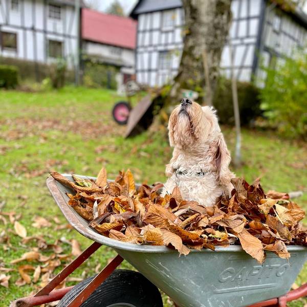 Das Bild zeigt einen Hund, der in einer Schubkarre voller Laubsitzt.