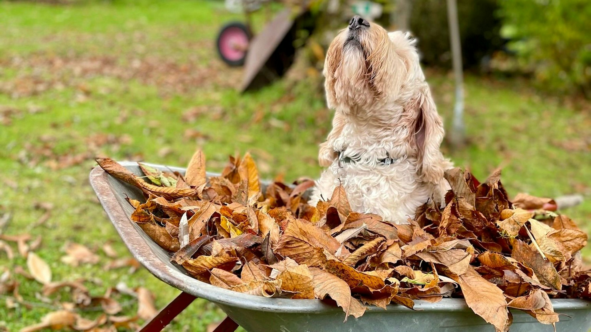 Das Bild zeigt einen Hund, der in einer Schubkarre voller Laubsitzt.