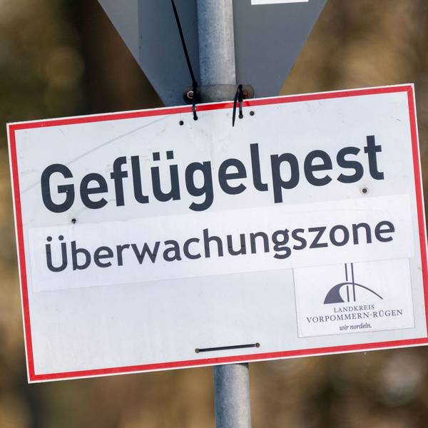 Nach Vogelgrippe-Ausbrüchen in zwei Geflügelhaltungen in Vorpommern mussten rund 150.000 Tiere gekeult werden. (Archivbild)