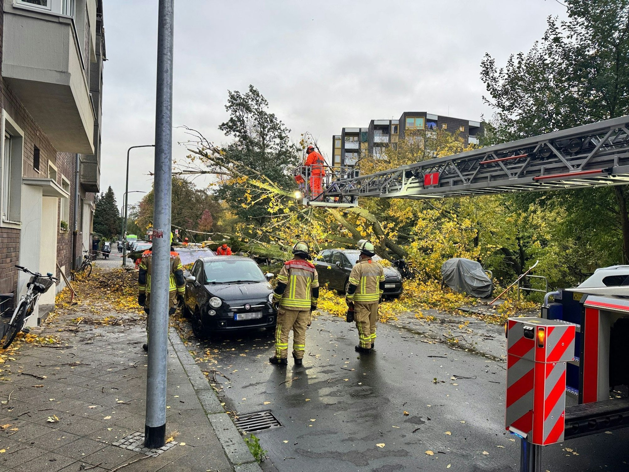 Sturmböen in Düsseldorf: Ein rund 50 Meter hoher Baum stürzt um.