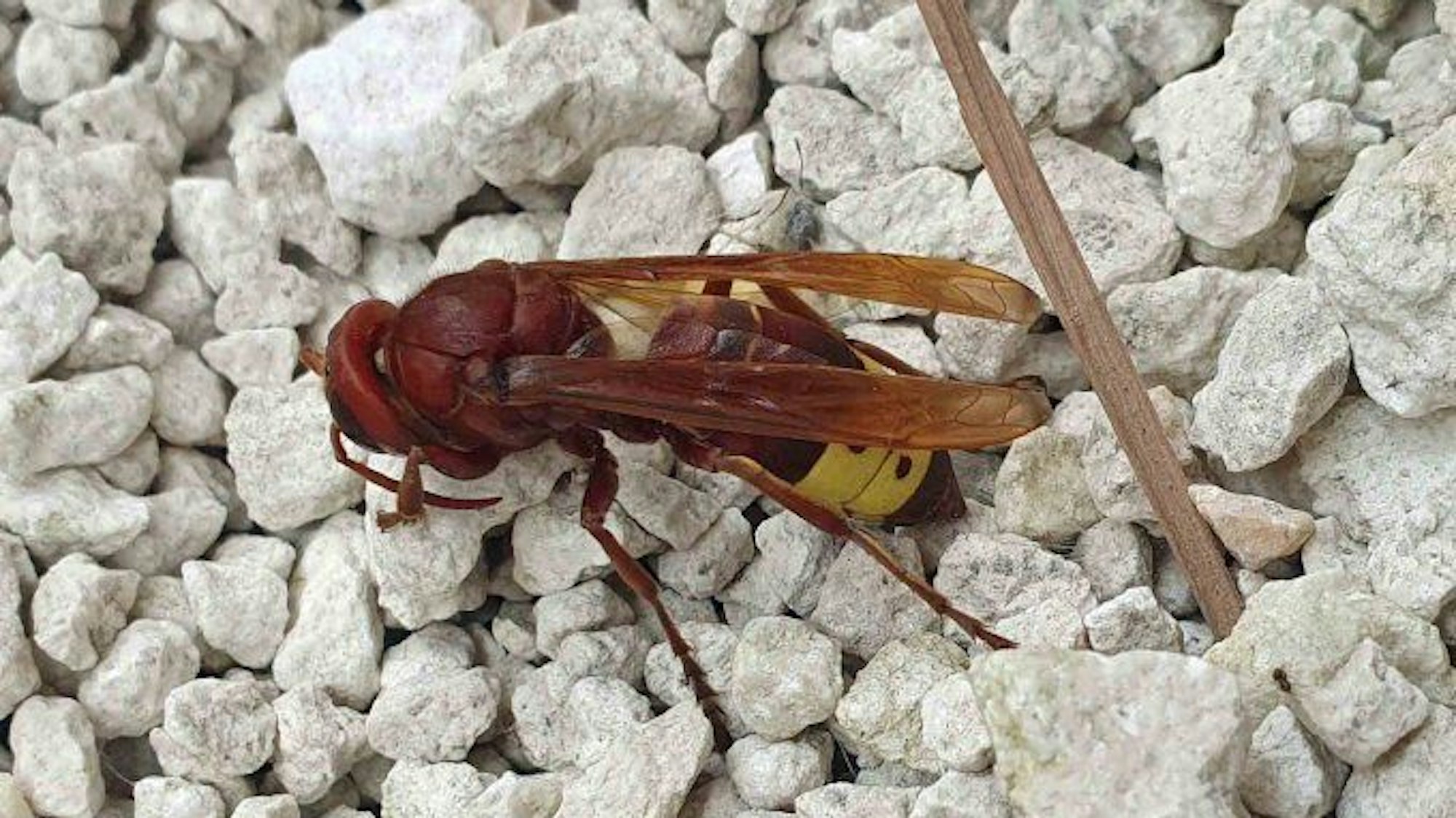 Eine Orientalische Hornisse. Die Hornissen-Art ist durch ihre gänzlich braune Färbung mit gelbem Kopfschild und Streifen am Hinterleib gut zu erkennen.