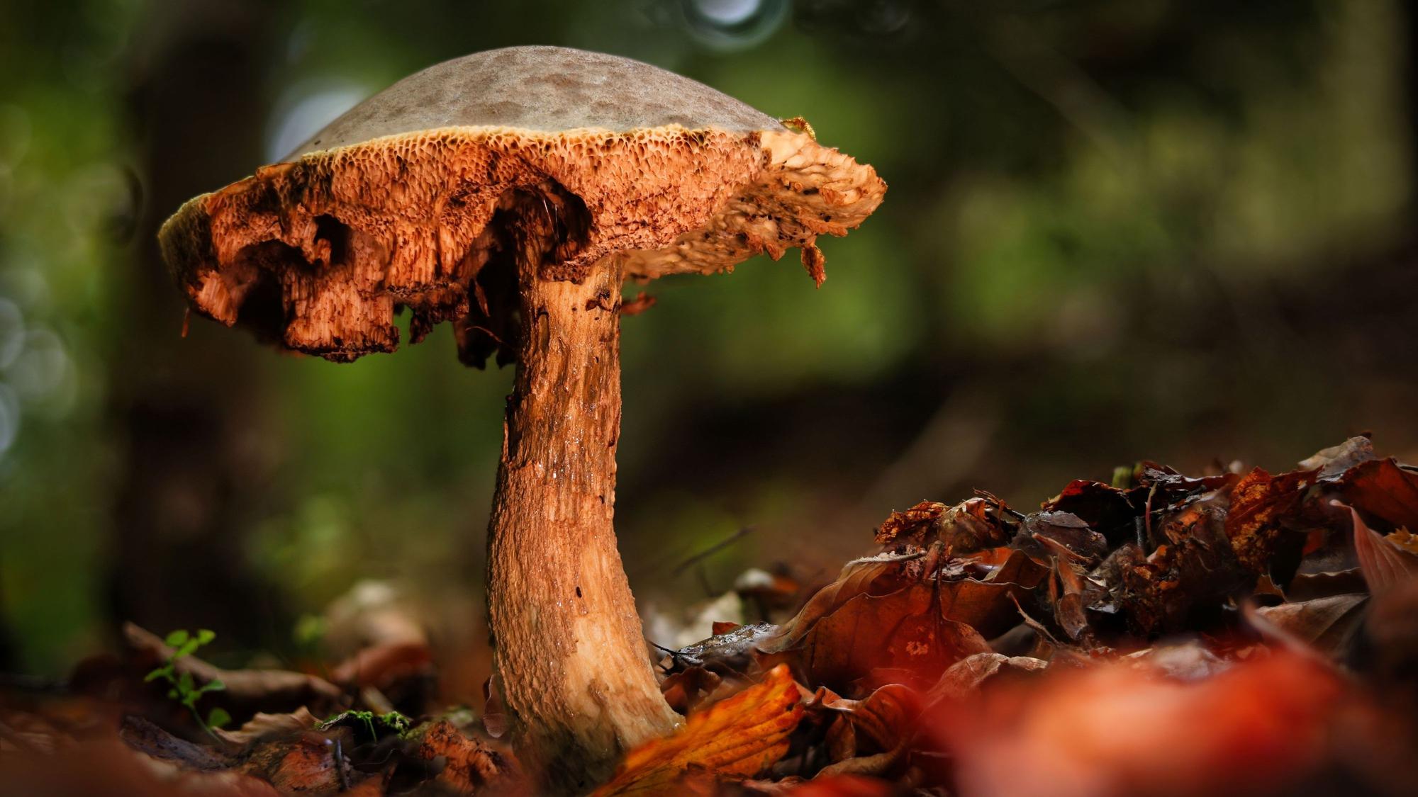 Ein Pilz leuchtet rot im Licht der Abendsonne.