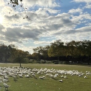 Auf einer großen Wiese stehen Hunderte Gänse.