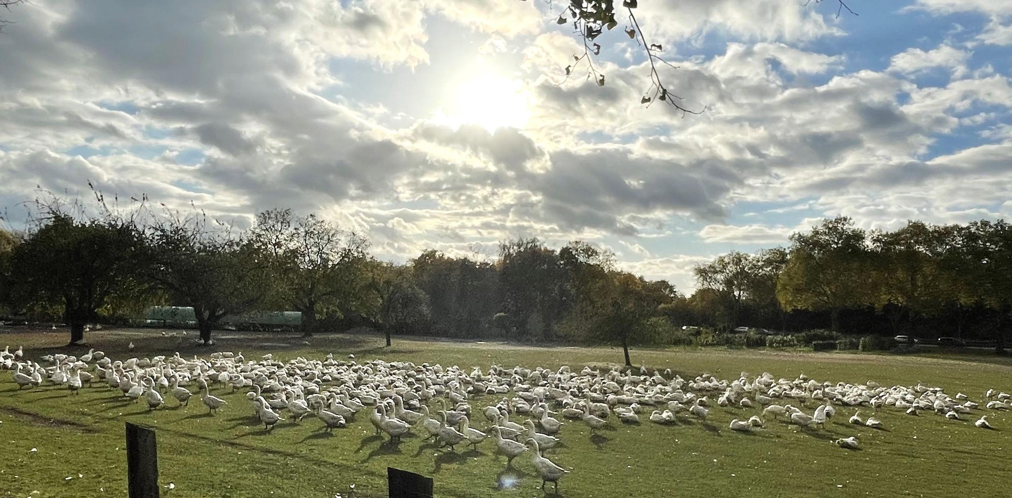 Auf einer großen Wiese stehen Hunderte Gänse.