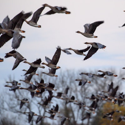 Vor allem Wildvögel wie Gänse sind von der Vogelgrippe betroffen.
