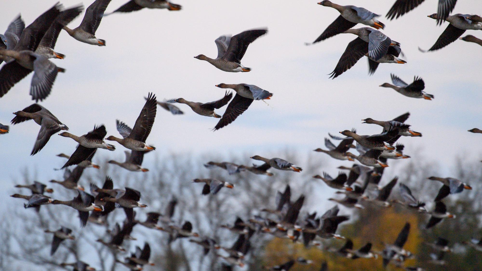 Gänse brechen von einem See im Drömling auf.