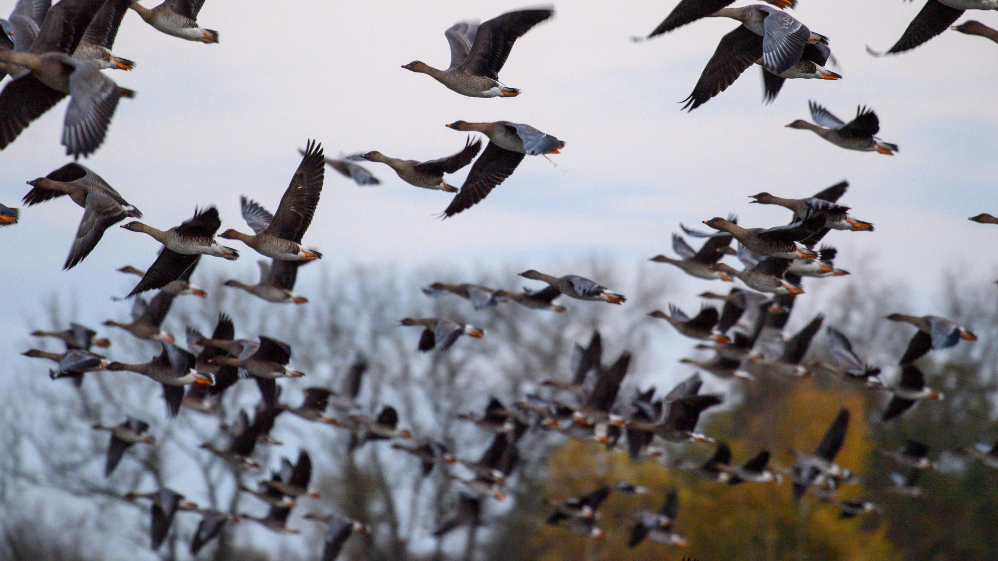Vor allem Wildvögel wie Gänse sind von der Vogelgrippe betroffen.