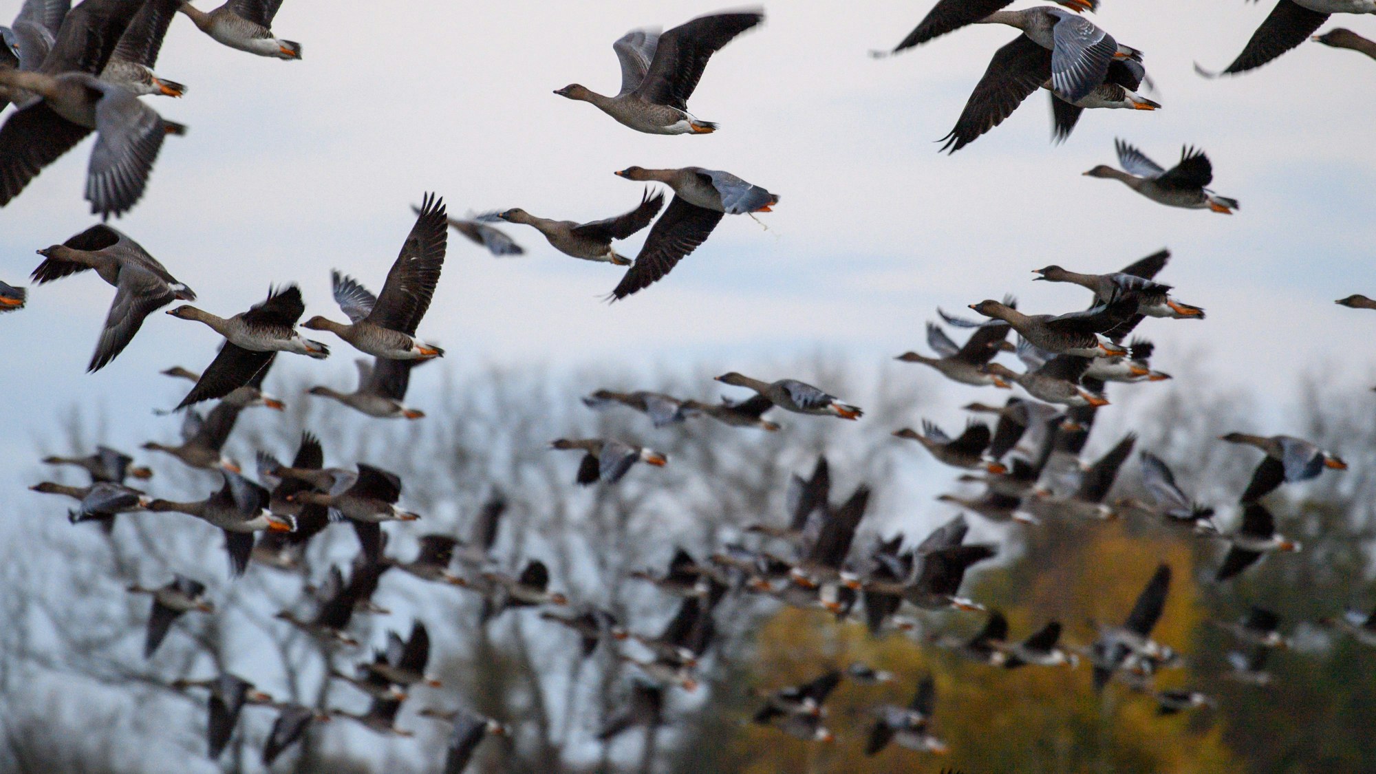 Vor allem Wildvögel wie Gänse sind von der Vogelgrippe betroffen.