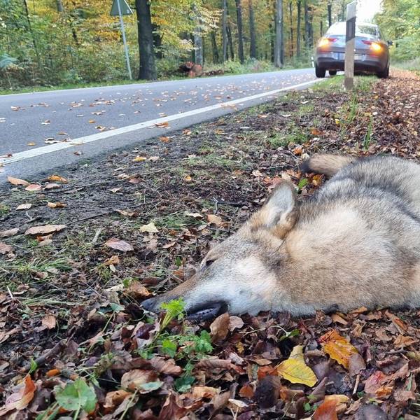 Ein toter Wolf liegt nach einem Unfall mit einem Pkw an einer Landstraße (Archivfoto).