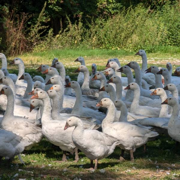 Zu sehen sind zahlreiche Gänse.