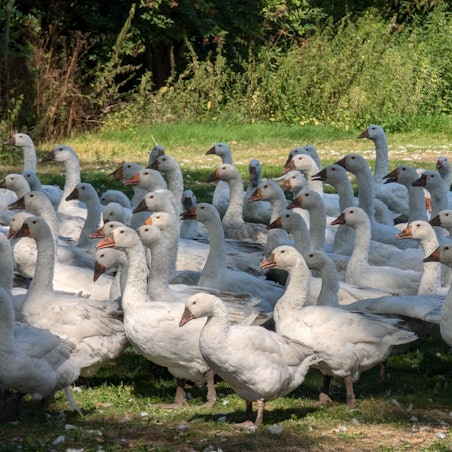 Zu sehen sind zahlreiche Gänse.