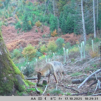 Bilder aus einer Wildkamera zeigen einen im Wald.