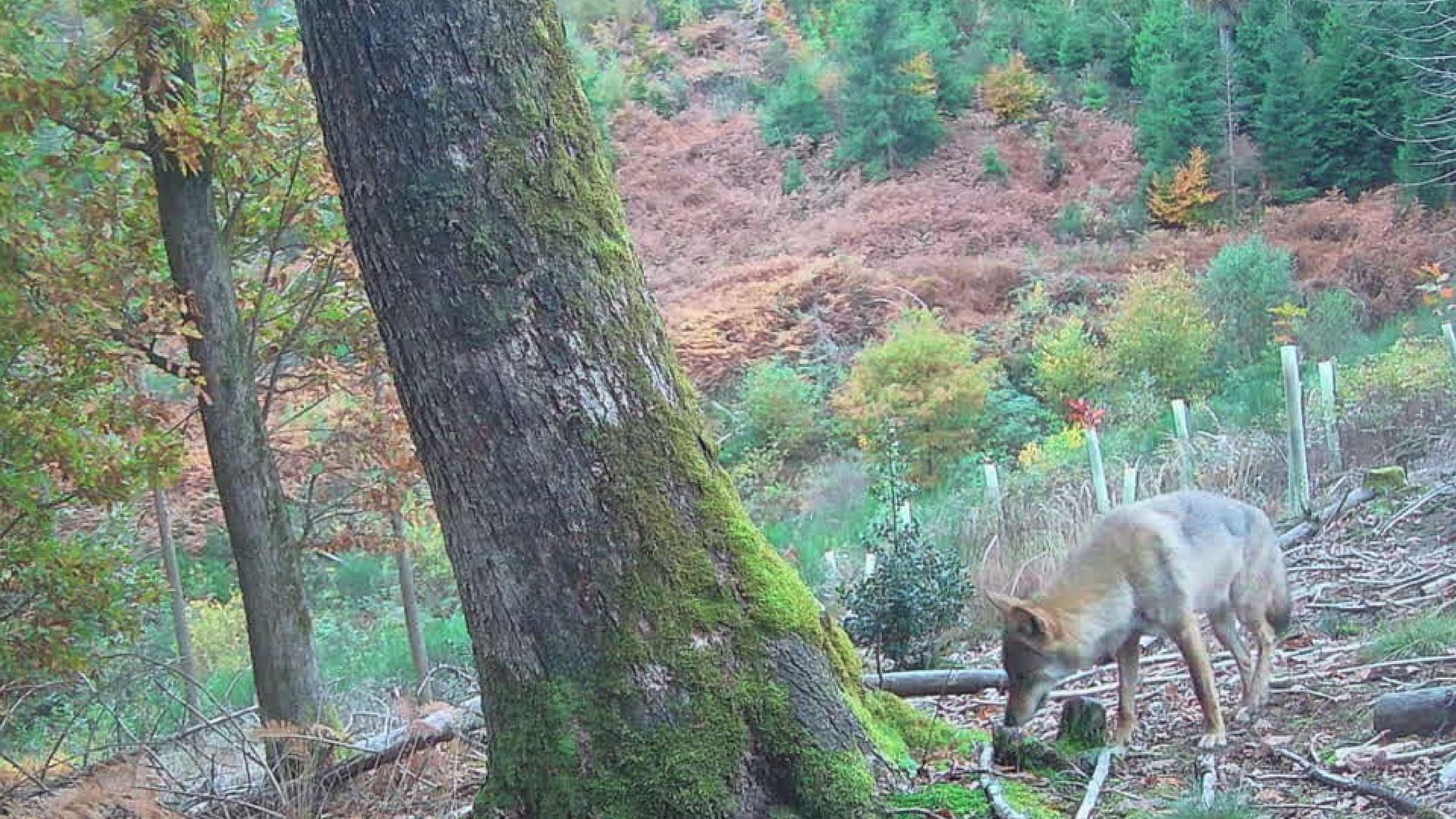 Bilder aus einer Wildkamera von einem Wolf