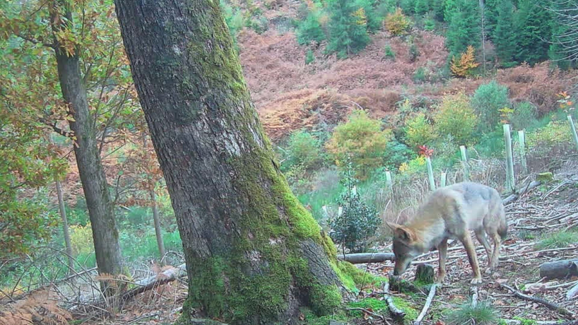 Bilder aus einer Wildkamera zeigen einen im Wald.