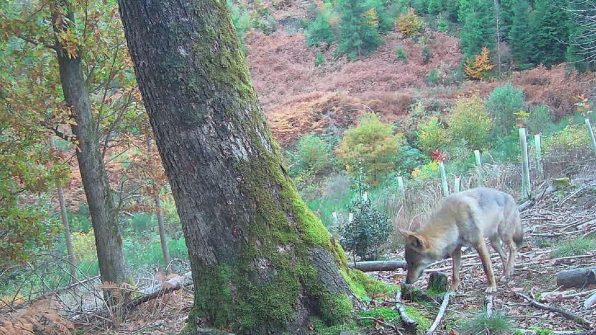 Bilder aus einer Wildkamera zeigen einen im Wald.
