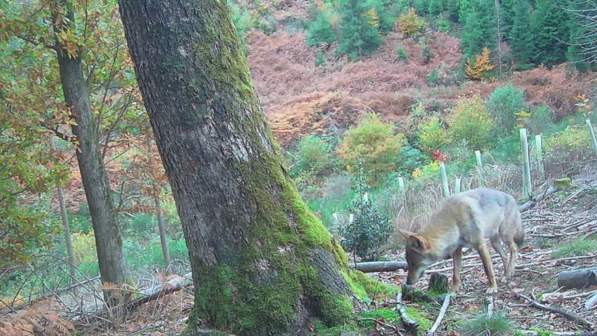 Bilder aus einer Wildkamera zeigen einen im Wald.