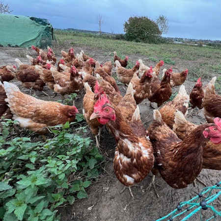 Neugierig schauen Hühner in die Kamera.