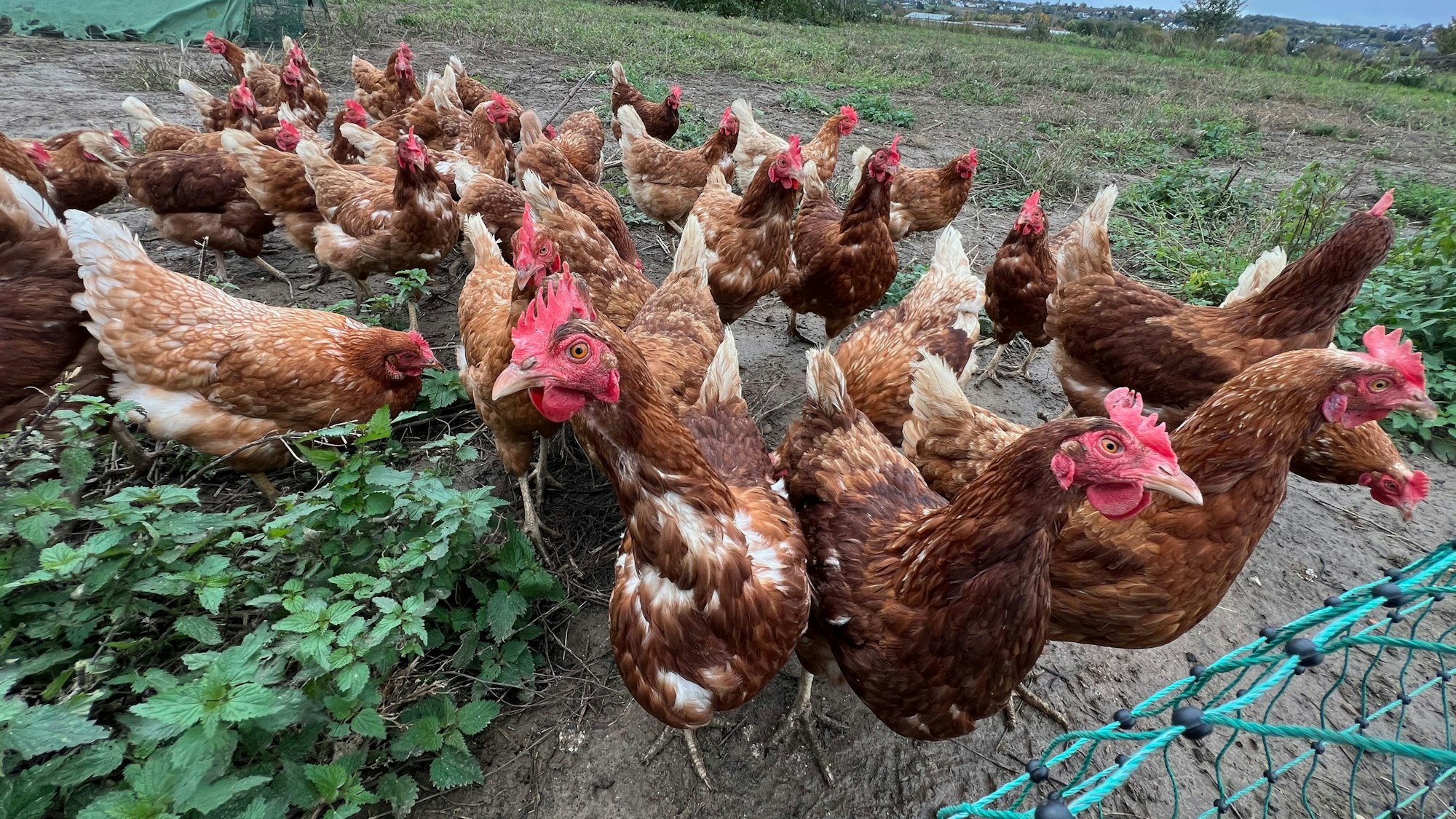 Neugierig schauen Hühner in die Kamera.
