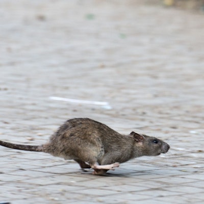 Das Foto zeigt eine Ratte.