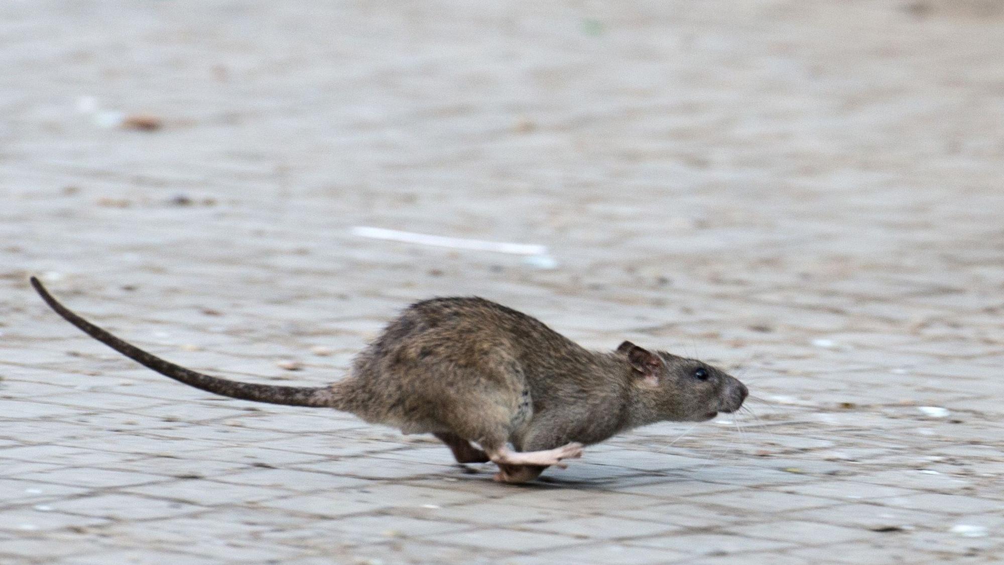 Das Foto zeigt eine Ratte.