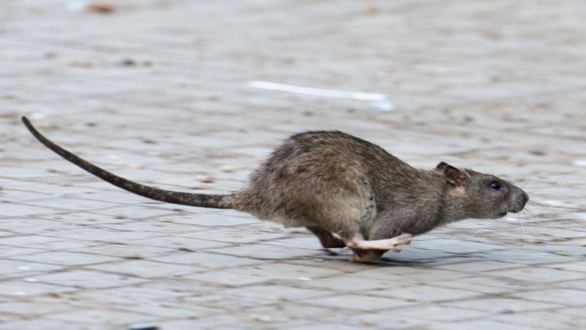 Eigentümer können einiges tun, damit Ratten sich auf dem Grundstück nicht wohlfühlen.