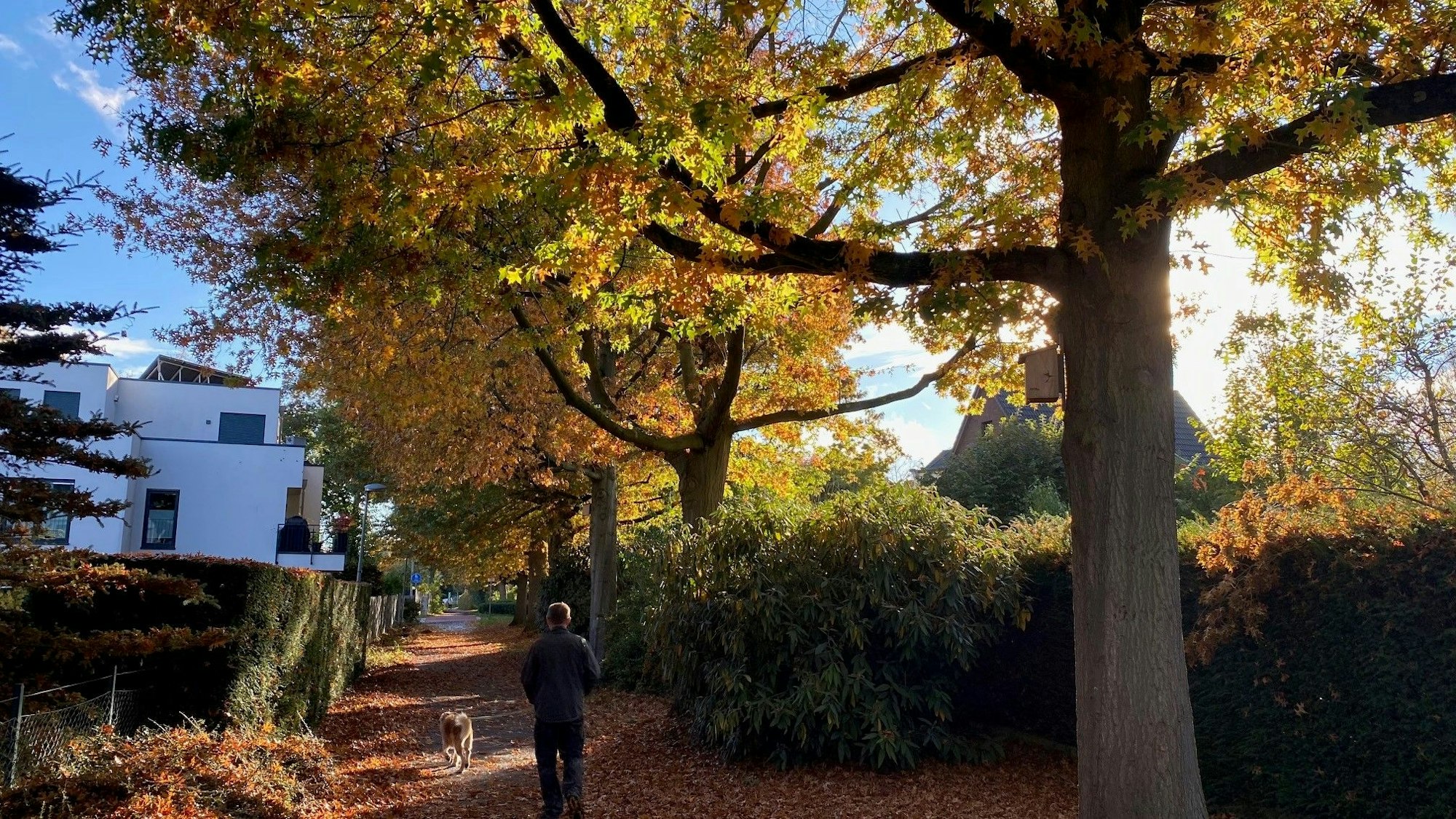 Zu sehen sind ein von Bäumen gesäumter Weg und ein Mann, der seinen Hund ausführt.