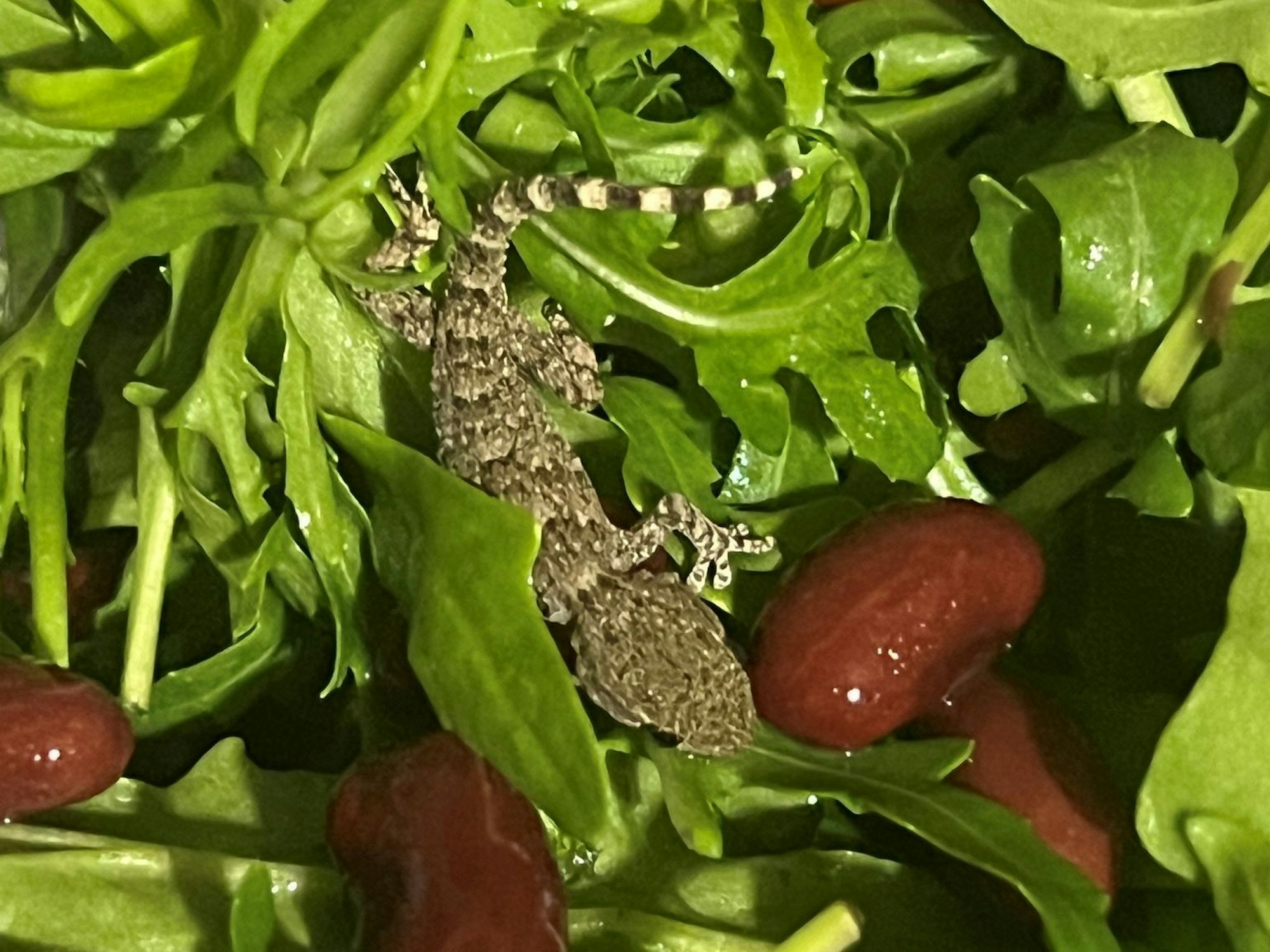 Es handelt sich um einen jungen Mauergecko.