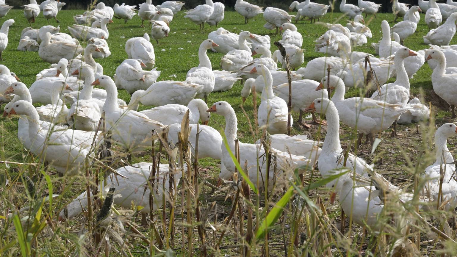 Eine große Schar weißer Gänse läuft auf einer Wiese herum.