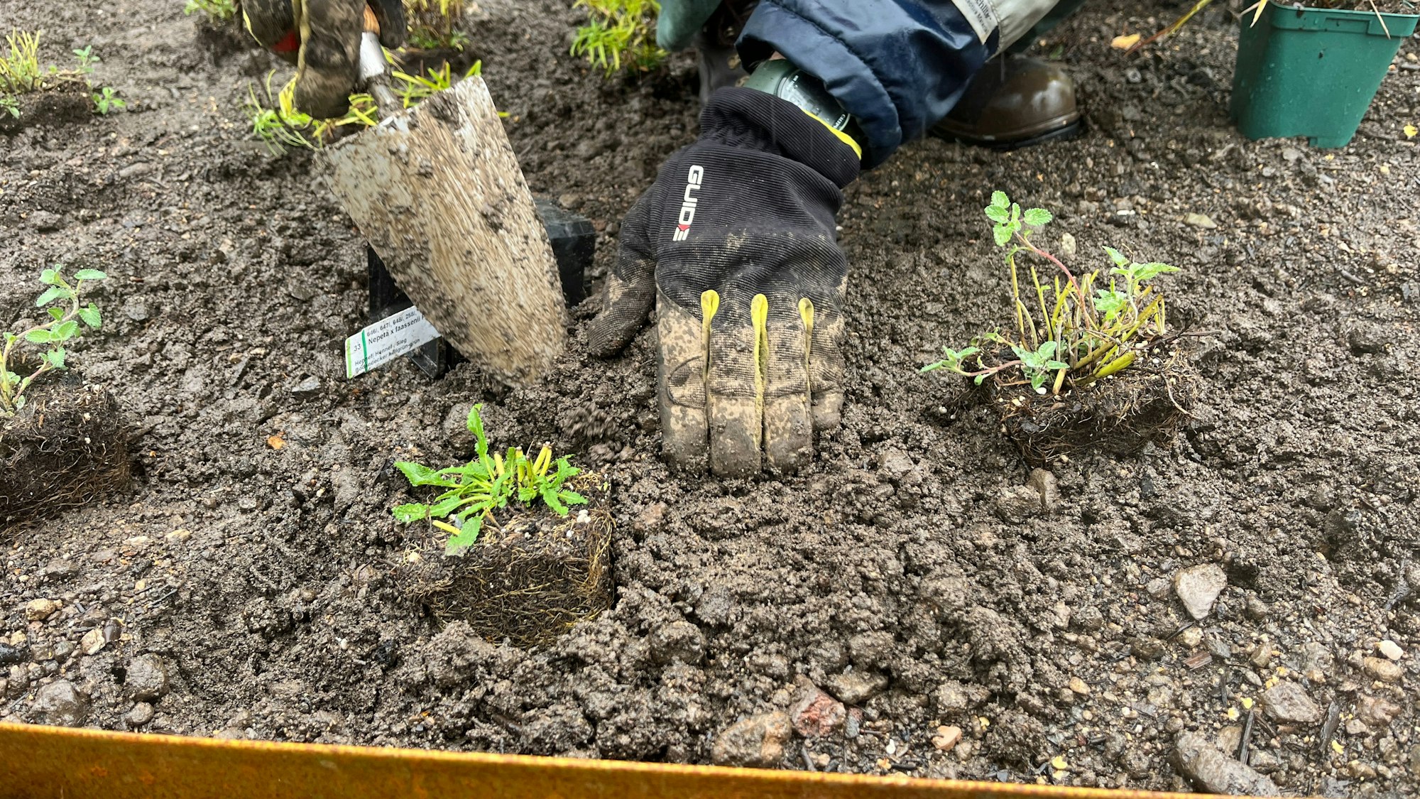 Die Stadt Hennef und der Bürgerverein haben am Ehrenmal in Söven ein Staudenbeeet neu angelegt, mit der Mischung Veitshöchsheimer Blütenzauber.