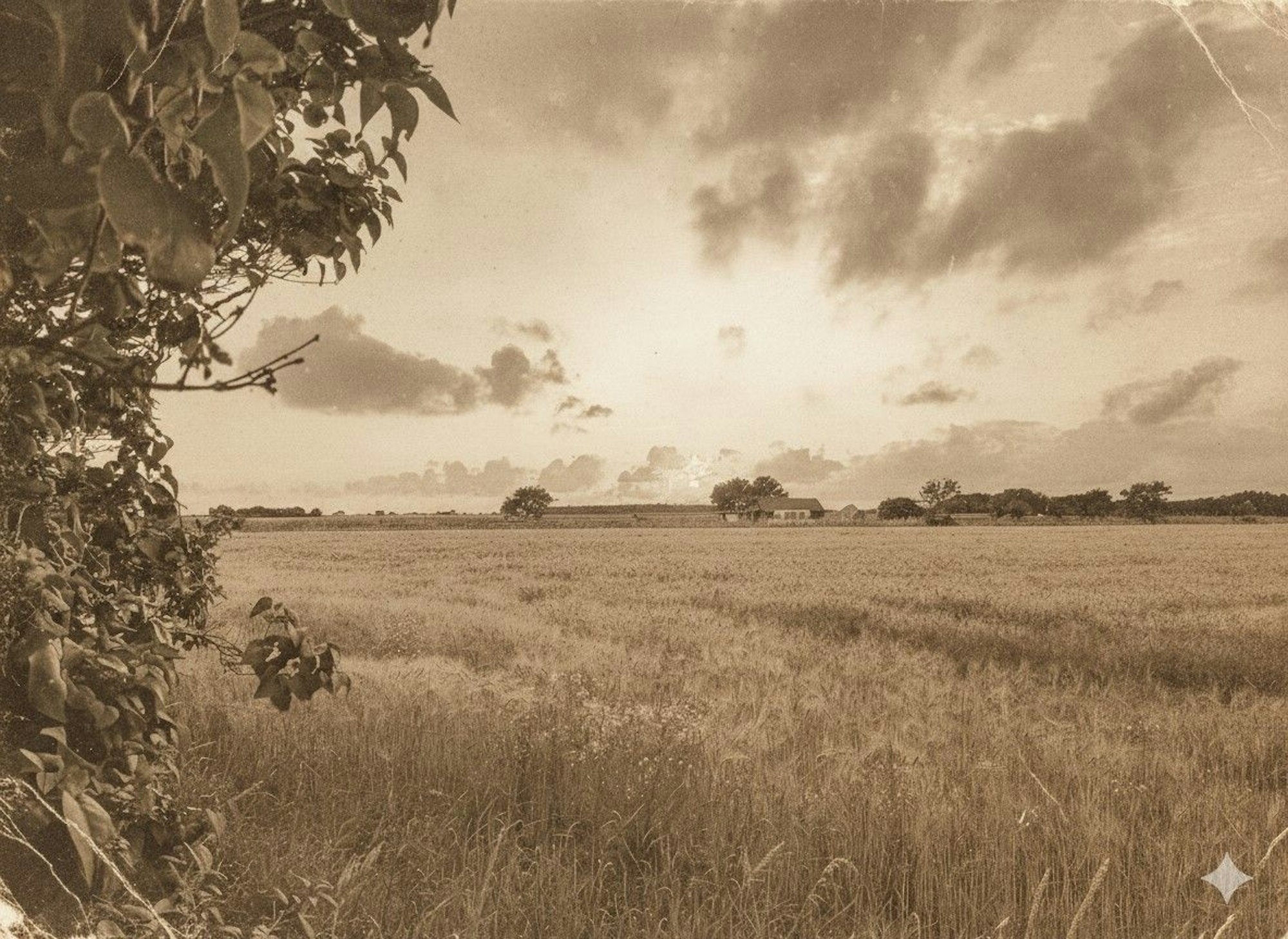 Foto eines Feldes mit Sonnenuntergang, das durch Gemini in eine Schwarz-Weiß-Optik umgewandelt wurde und somit alt aussieht.