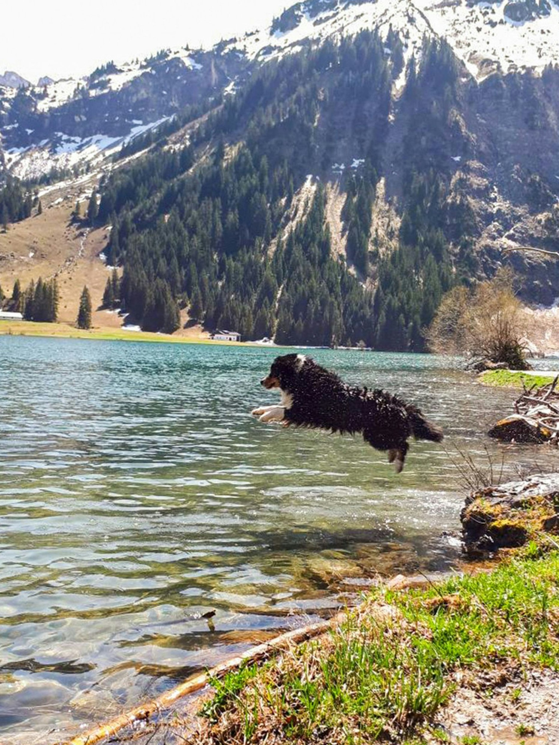 Das Bild zeigt einen Hund, der in einen See springt