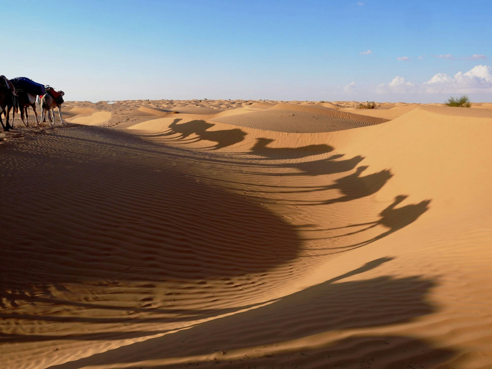 Das Bild ist ein Schattenbild und zeigt Kamele in der Wüste.