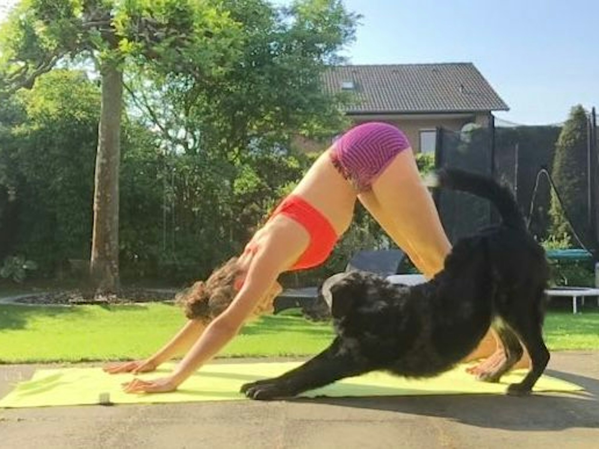 Das Bild zeigt eine junge Frau beim Yoga und einen Hund.