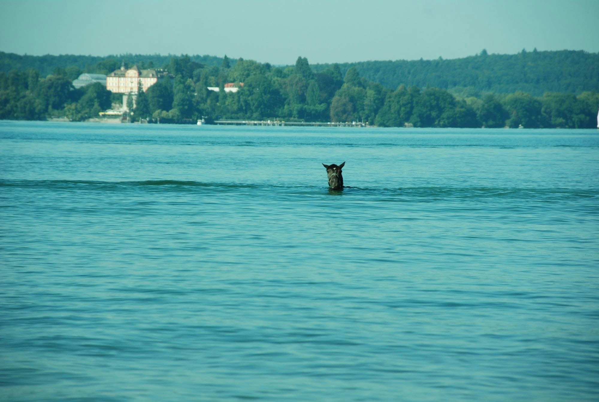 Das Bild zeigt ein schwimmendes Pferd im Bodensee