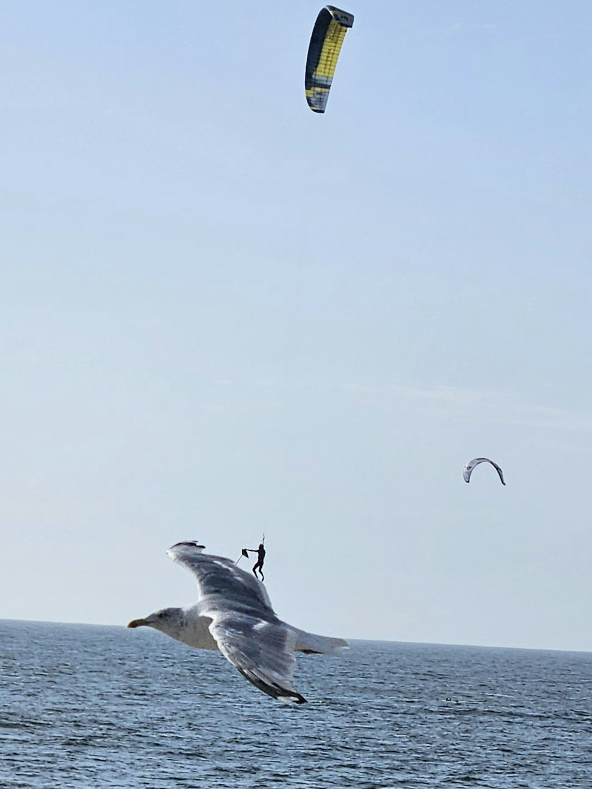 Das Bild zeigt eine Möwe und einen Gleitschirmflieger in der Luft.