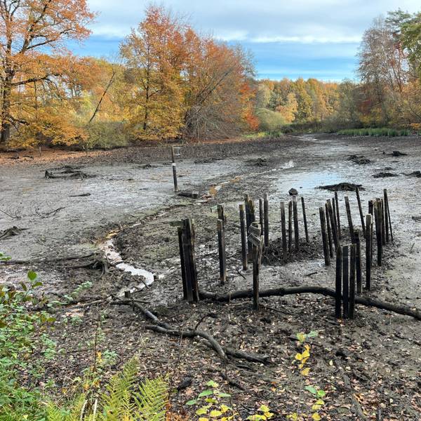 Der BUND baut im Rahmen eines Projekts Sperren in Entwässerungsgräben, um Moore in der Lohmarer Teichlandschaft wieder zu vernässen.