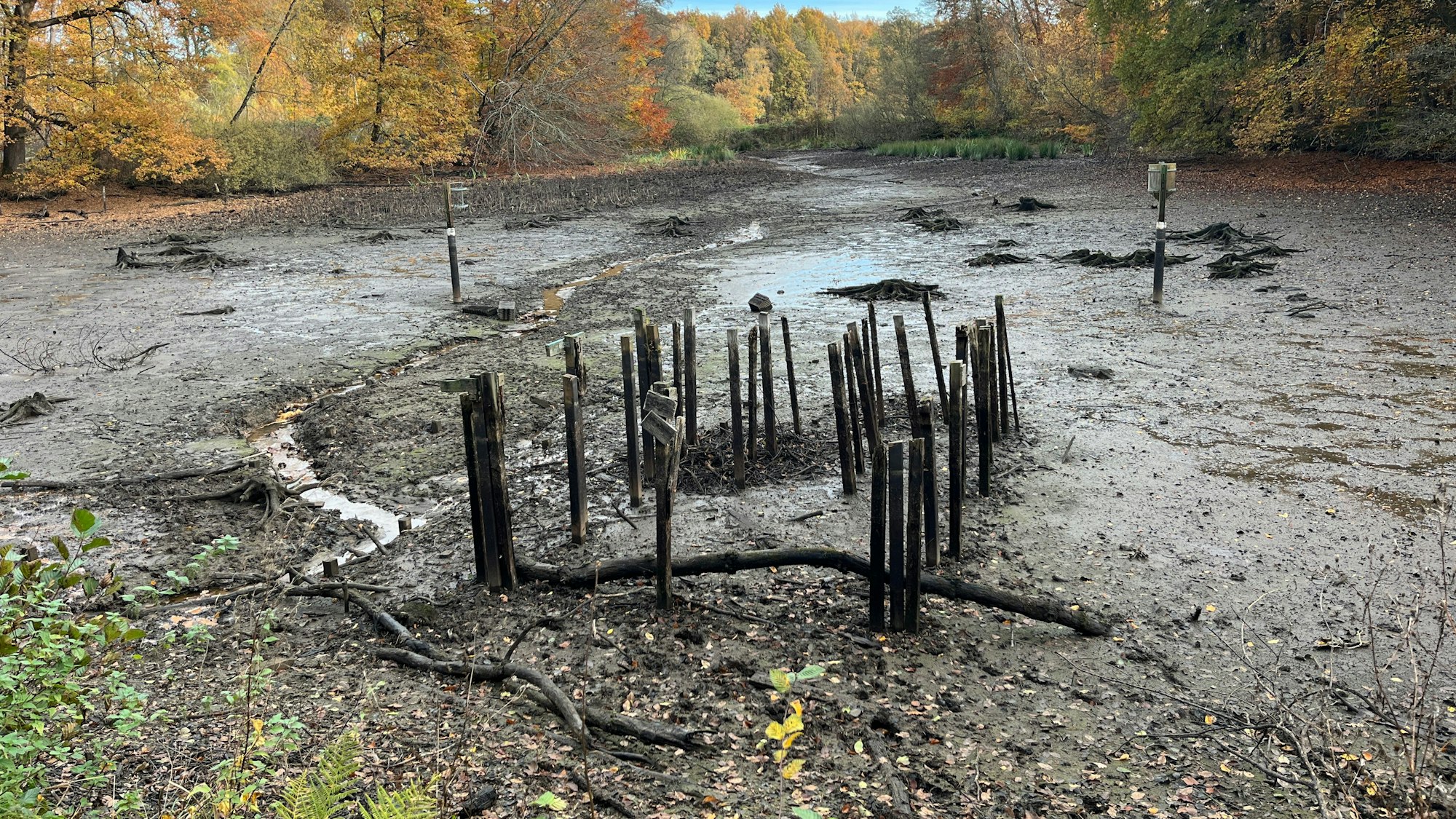 Der BUND baut im Rahmen eines Projekts Sperren in Entwässerungsgräben, um Moore in der Lohmarer Teichlandschaft wieder zu vernässen.