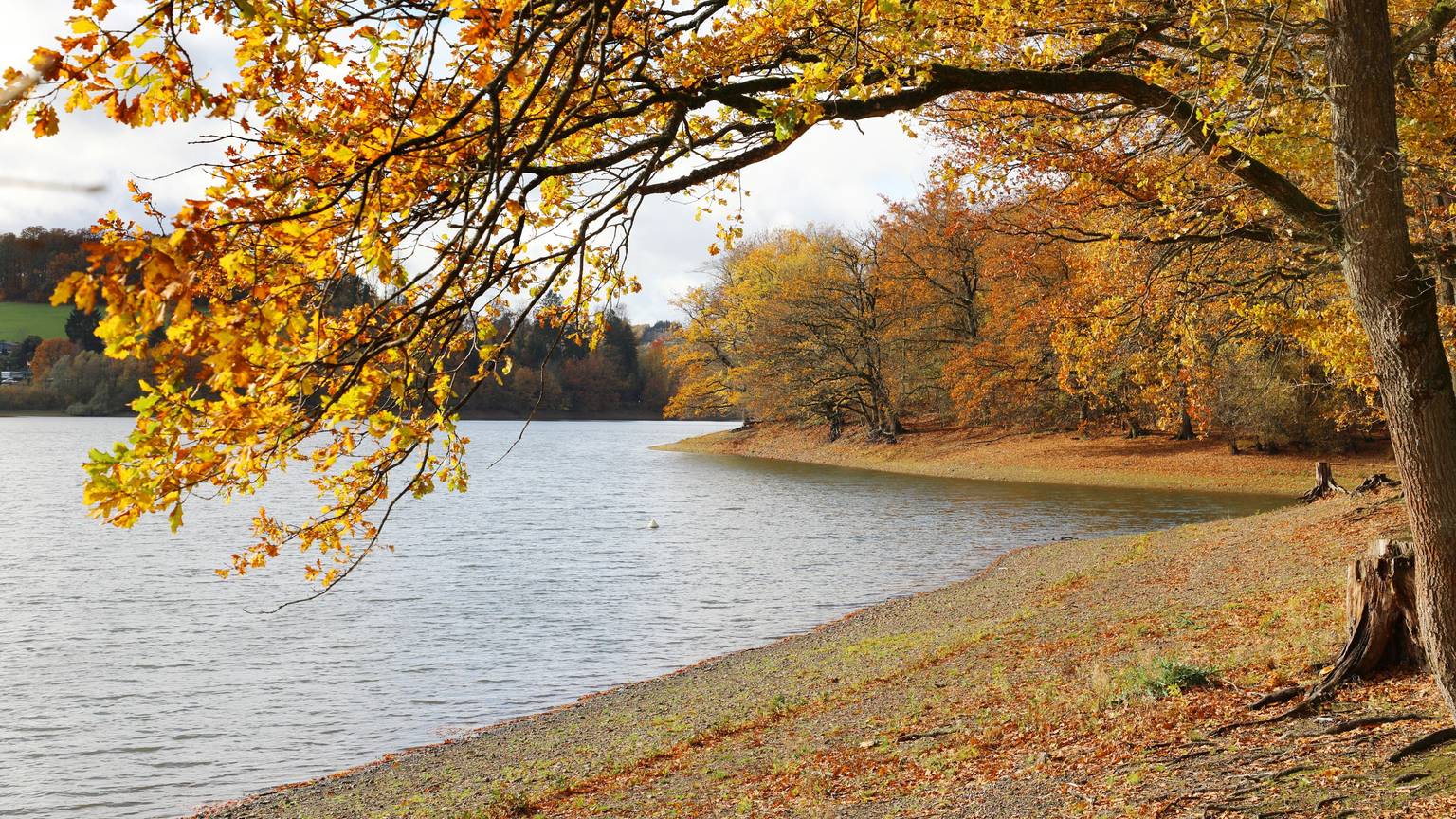 Ein Baum mit buntem Laub steht am Rand der Lingesetalsperre, im Hintergrund sind Wasser und weitere herbstbunte Bäume zu sehen.