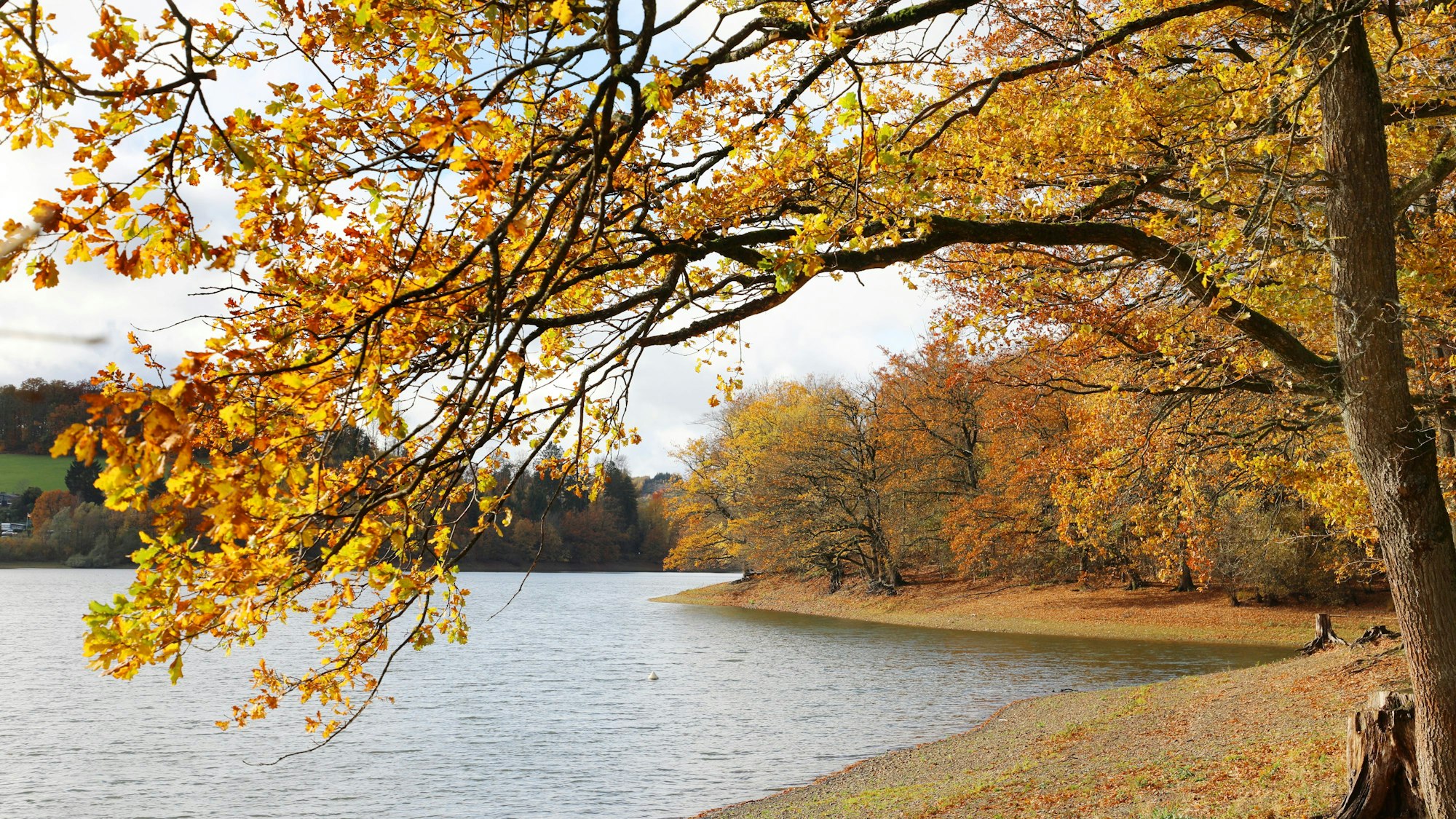 Ein Baum mit buntem Laub steht am Rand der Lingesetalsperre, im Hintergrund sind Wasser und weitere herbstbunte Bäume zu sehen.