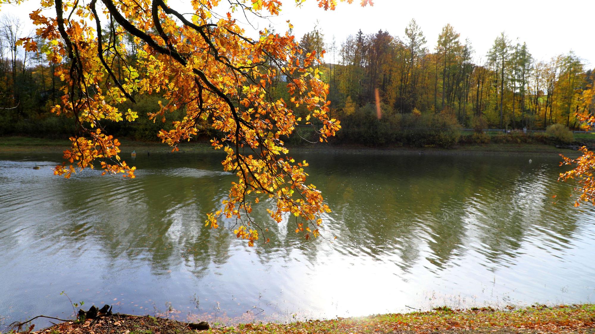 Ein Ast mit bunt verfärbtem Laub hängt am Ufer über der Lingesetalsperre bei Marienheide.