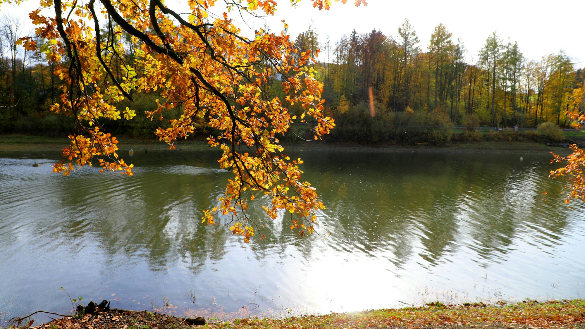 Ein Ast mit bunt verfärbtem Laub hängt am Ufer über der Lingesetalsperre bei Marienheide.