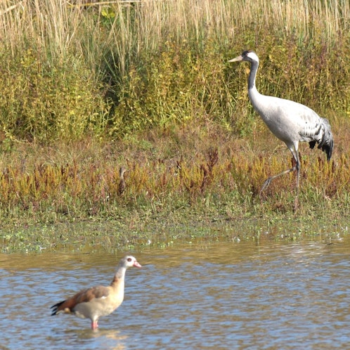 Ein Kranich mit blaugrauen Gefieder.
